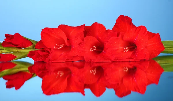 Ramo de gladiolus vermelho no fundo azul close-up — Fotografia de Stock