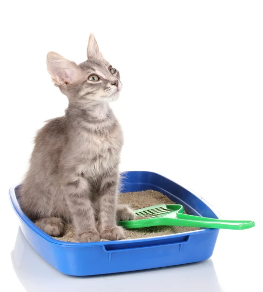Small gray kitten in blue plastic litter cat isolated on white — Stock Photo, Image
