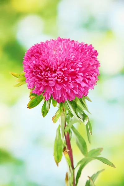 Beautiful aster flower, on green background — Stock Photo, Image