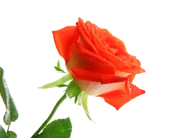 Orange rose isolated on white — Stock Photo, Image