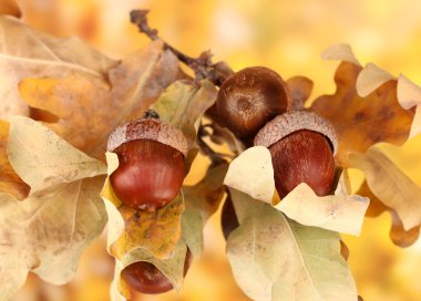 Autumnal leaves on bright background, macro close up