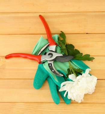 secateurs üzerinde beyaz izole çiçek