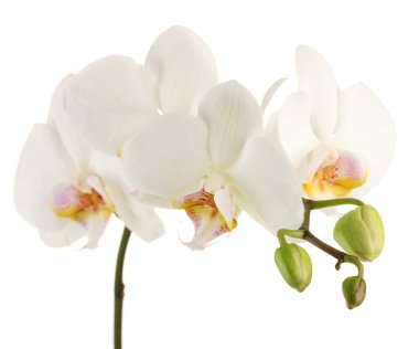 güzel orkide, üzerinde beyaz izole