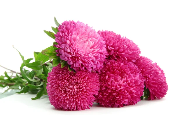 Fleurs d'aster rose, isolées sur blanc — Photo