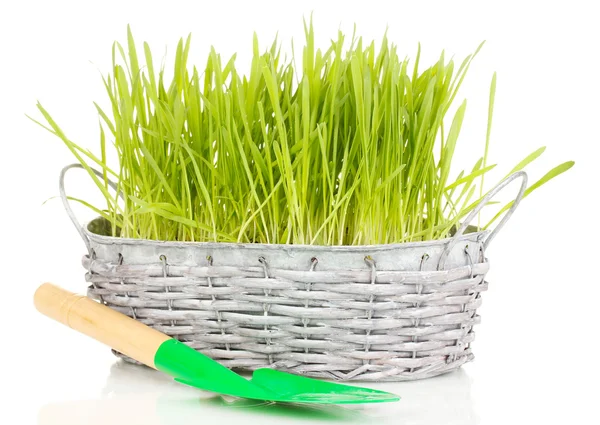 Groen gras in mand geïsoleerd op wit — Stockfoto