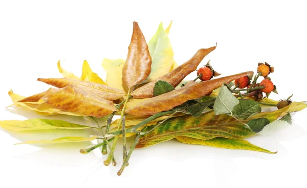 Composition from yellow autumn leaves isolated on white — Stock Photo, Image