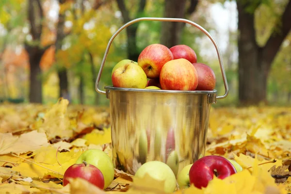 El cubo de las manzanas frescas maduras en el jardín sobre las hojas otoñales —  Fotos de Stock