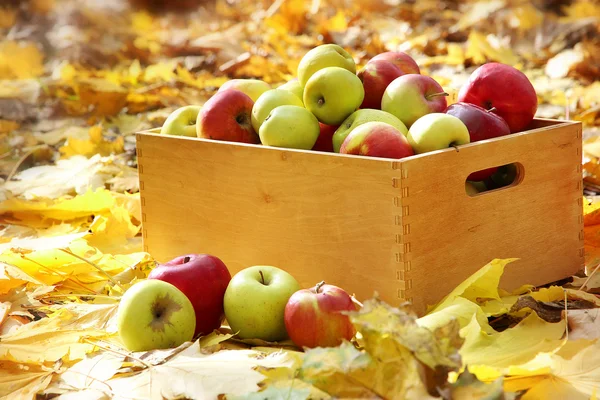 Caixa de maçãs maduras frescas no jardim em folhas de outono — Fotografia de Stock