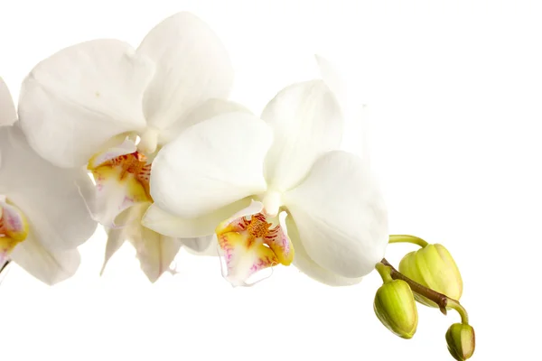 Bela orquídea, isolada em branco — Fotografia de Stock