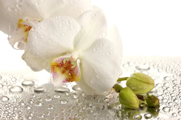 Bílý krásnou orchidej s kapkami — Stock fotografie