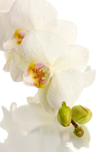 Beautiful orchid, isolated on white — Stock Photo, Image