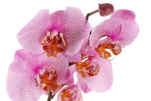 Vacker rosa orkidé, isolerad på vit — Stockfoto