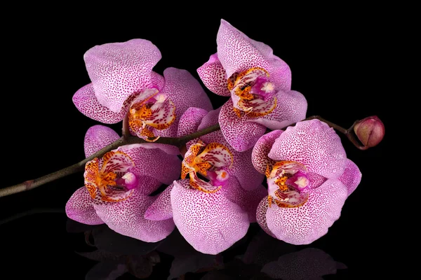 Beautiful pink orchid, on black background — Stock Photo, Image