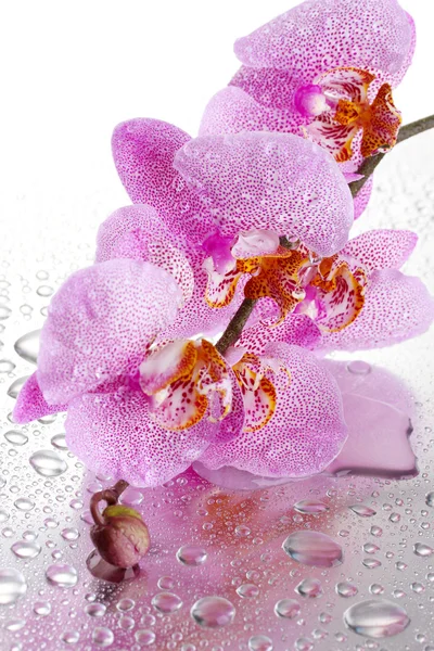 Pink beautiful orchid with drops — Stock Photo, Image