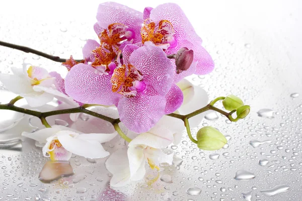 Rosa e branco belas orquídeas com gotas — Fotografia de Stock