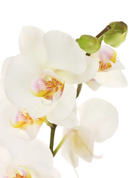 Mooie orchid, geïsoleerd op wit — Stockfoto