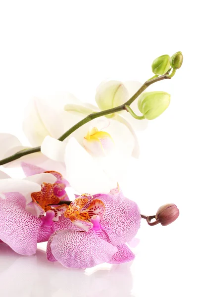 Schöne Orchideen, isoliert auf weiß — Stockfoto