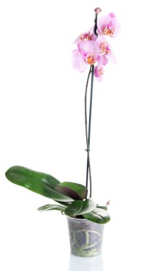 beyaz izole güzel pembe orkide