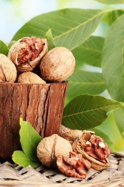 bahçede yeşil zemin üzerine yeşil yaprakları ile ceviz