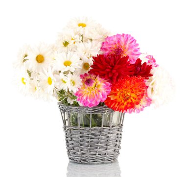 papatyalar ve üzerinde beyaz izole vazoda dahilas