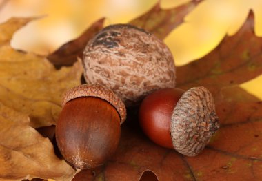 Autumnal leaves on bright background, macro close up