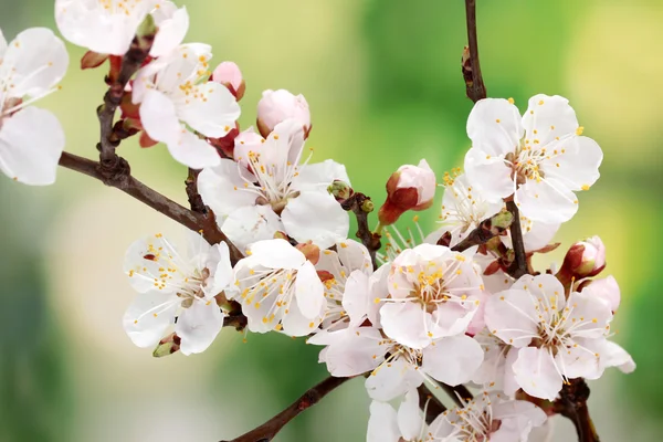 Beautiful apricot blossom on green background — Stock Photo, Image