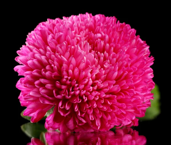 Beautiful aster flower, on black background — Stock Photo, Image