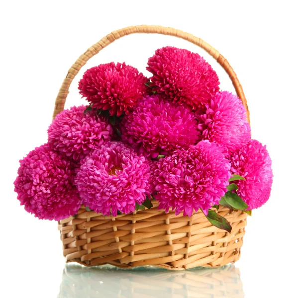 Růžový aster květiny v košíku, izolované na bílém — Stock fotografie