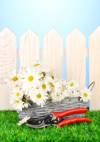 Sedmikrásky v proutěném koši na trávě na modrém pozadí — Stock fotografie