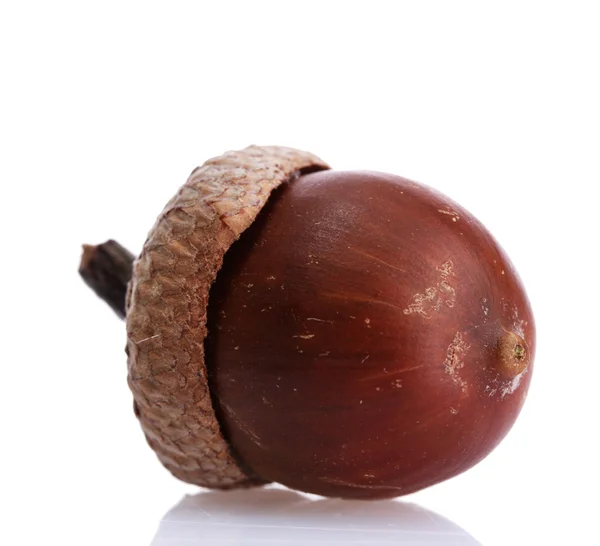 Bruin acorn, geïsoleerd op wit — Stockfoto