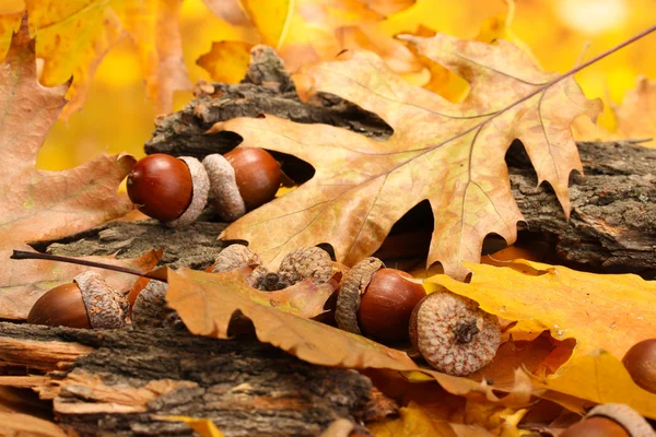 Bellotas marrones sobre hojas de otoño, de cerca — Foto de Stock