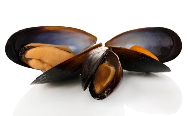 Mejillones con cáscara aislados en blanco — Foto de Stock