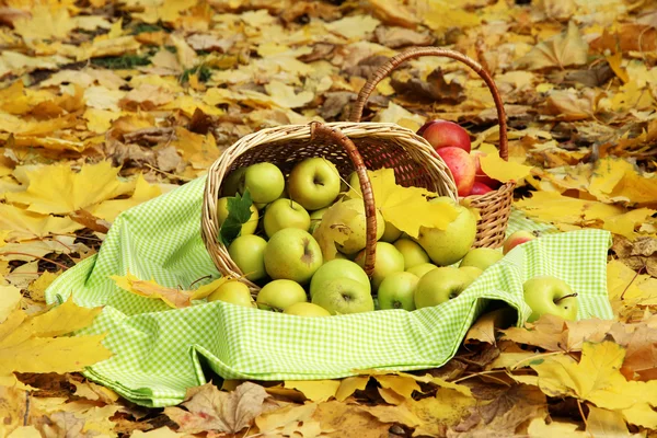 Paniers de pommes fraîches mûres dans le jardin sur les feuilles d'automne — Photo