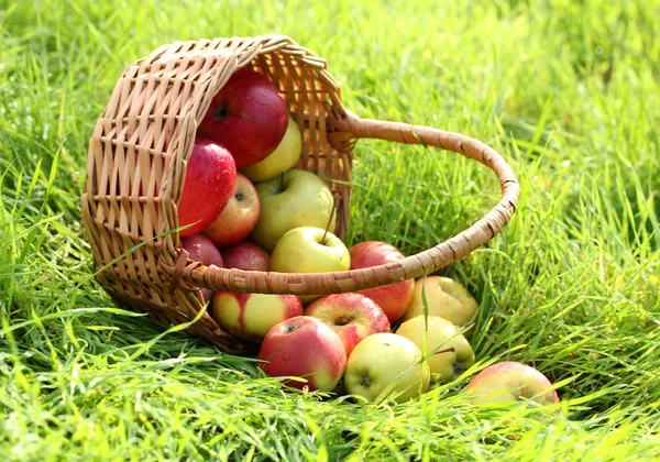 Basket of fresh ripe apples in garden on green grass — Stock Photo, Image