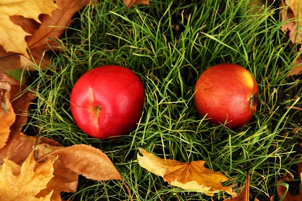 Яблука на фоні трави — стокове фото