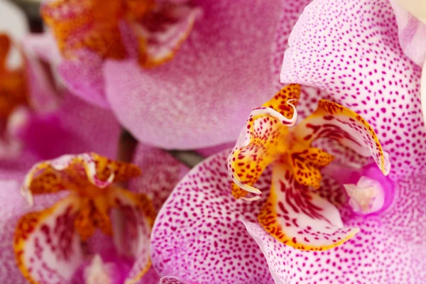 Hermosas orquídeas, primer plano —  Fotos de Stock
