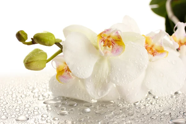 Orquídea hermosa blanca con gotas —  Fotos de Stock