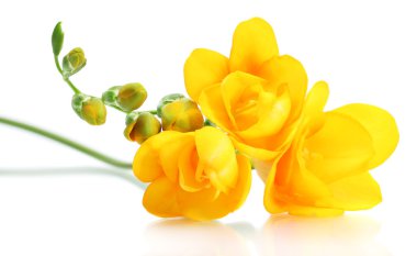 güzel sarı Frezya üzerinde beyaz izole