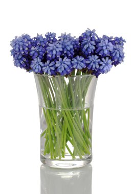 Muscari - cam üzerine beyaz izole sümbül