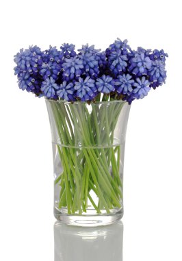 Muscari - hyacinth in glass isolated on white clipart