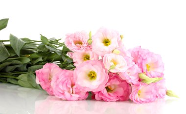 beyaz izole eustoma çiçek, buket