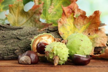 kestane ile sonbahar yaprakları ve kabuk kurutulmuş