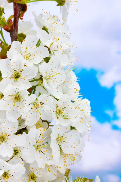 Bela flor de cereja no fundo do céu azul — Fotografia de Stock