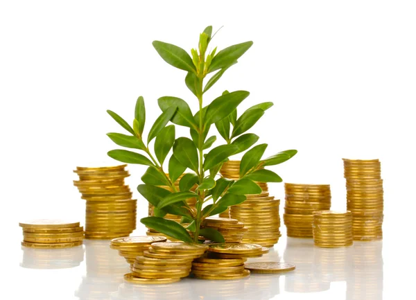 Golden coins and plant isolated on white — Stock Photo, Image