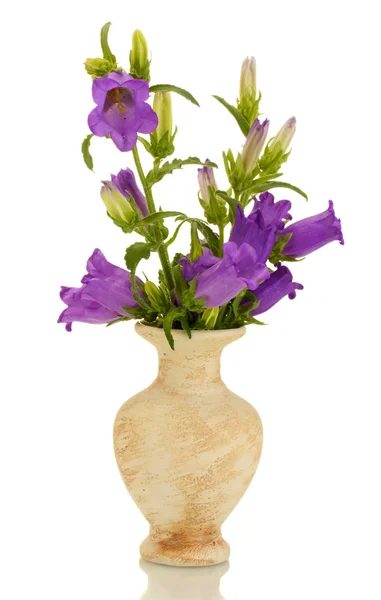 Flores de campana azul en jarrón aislado en blanco — Foto de Stock