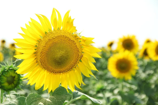 Zonnebloem veld — Stockfoto