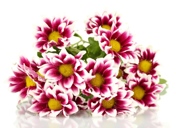 Oddział piękne chryzantemy fioletowy na białe tło zbliżenie — Zdjęcie stockowe