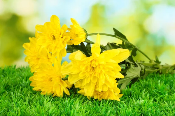 Ramo di bellissimi crisantemi su sfondo verde brillante primo piano — Foto Stock