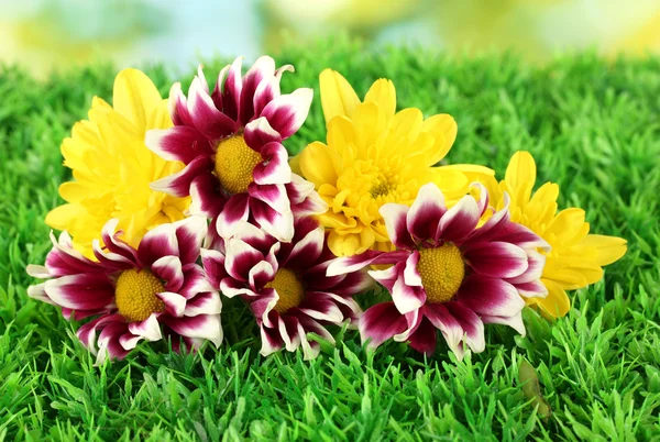 Knospen gelber und lila Chrysanthemen auf dem grünen Gras aus nächster Nähe — Stockfoto