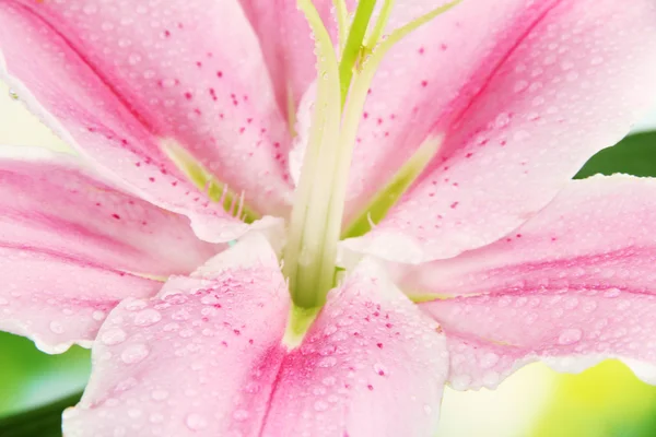 Schöne rosa Lilie, aus nächster Nähe — Stockfoto